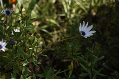 Dimorphotheca