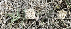 Lomatium orientale
