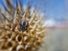 Agonoscelis puberula