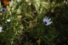 Dimorphotheca