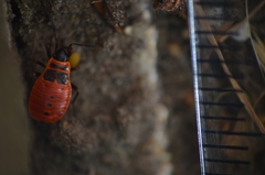 Pyrrhocoris apterus