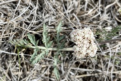 Lomatium orientale