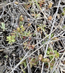 Androsace occidentalis