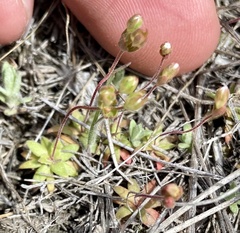 Androsace occidentalis