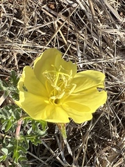 Oenothera grandis