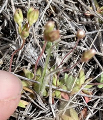 Androsace occidentalis