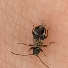 Phymatodes alni