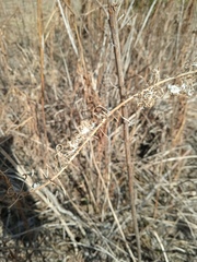 Chamaenerion angustifolium