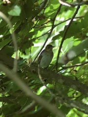 Catharus fuscescens