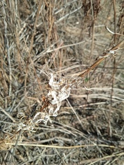 Chamaenerion angustifolium