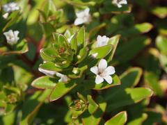Lysimachia mauritiana