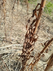 Chamaenerion angustifolium