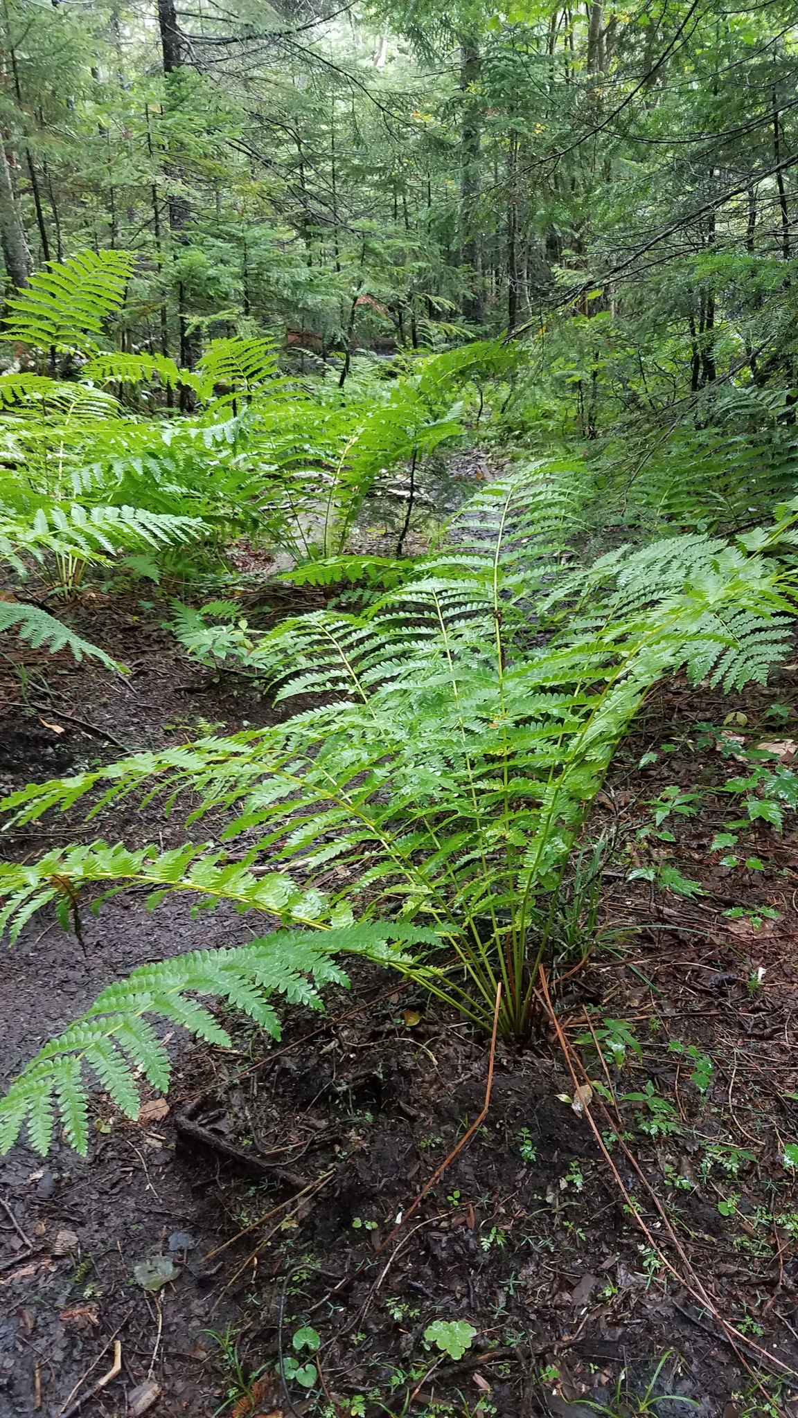 Osmundastrum cinnamomeum