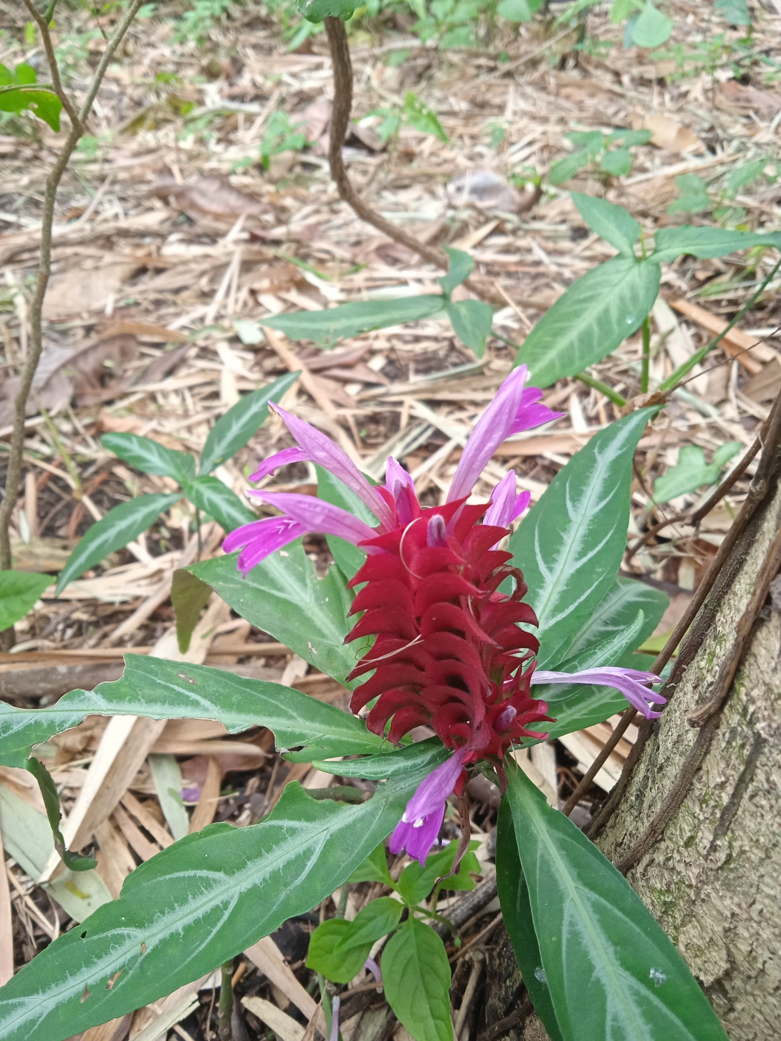 Afelandra-coral