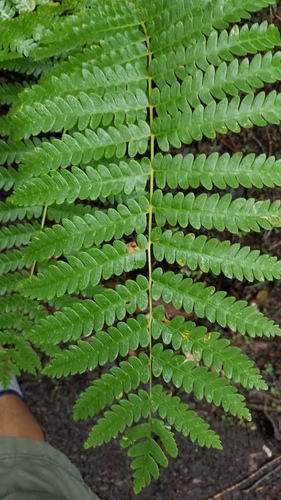 Osmundastrum cinnamomeum