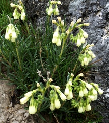 Onosma