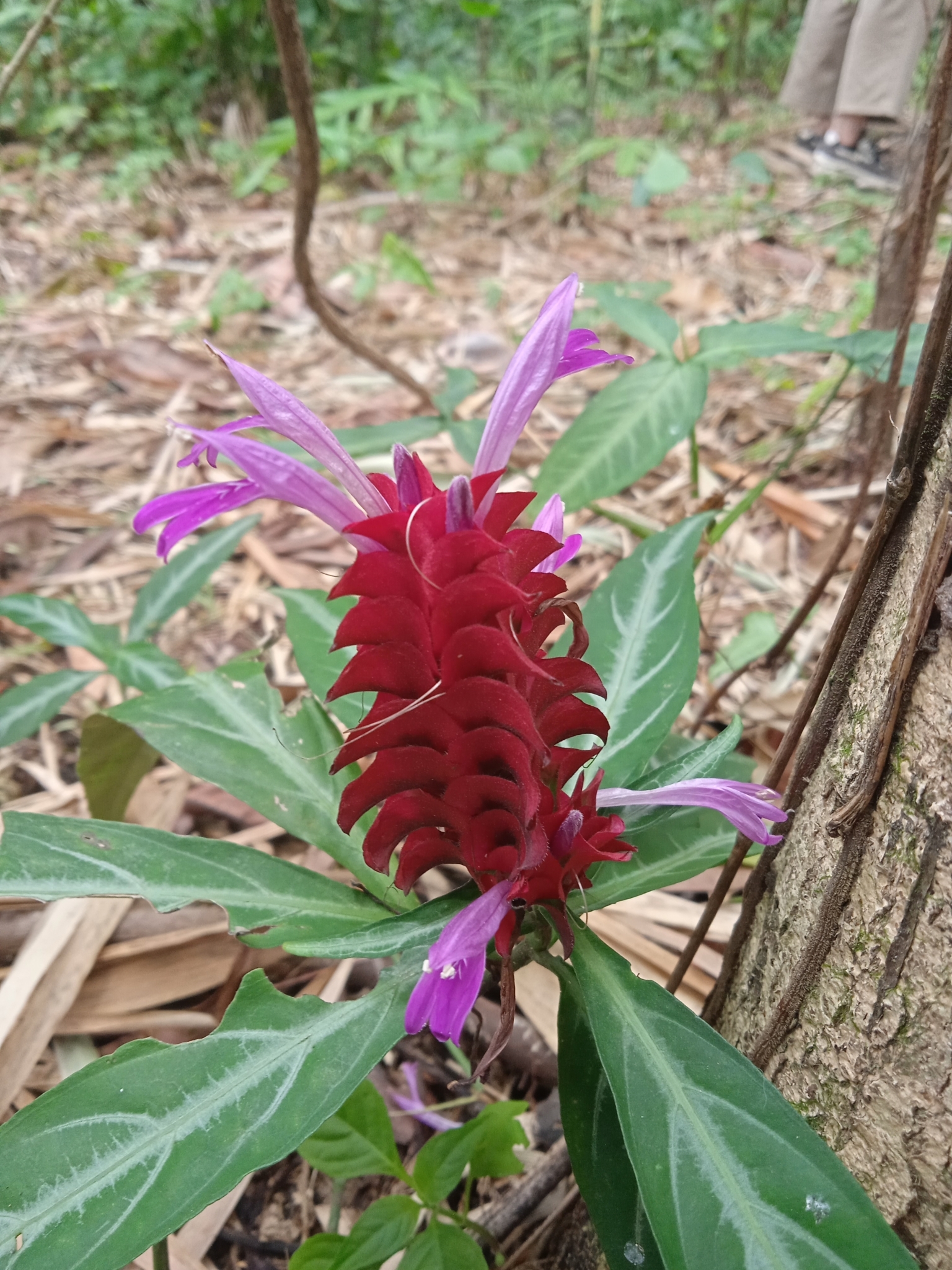 Afelandra-coral