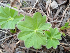 Alchemilla