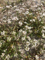 Cochlearia danica