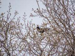 Corvus frugilegus