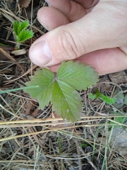 Fragaria vesca