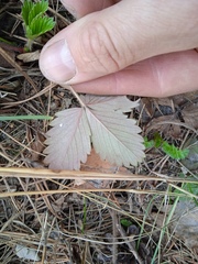 Fragaria vesca