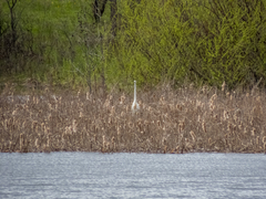 Ardea alba