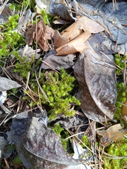 Hylocomiadelphus triquetrus