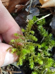 Hylocomiadelphus triquetrus