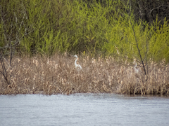 Ardea alba