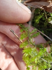 Hylocomiadelphus triquetrus