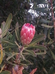 Protea compacta × susannae