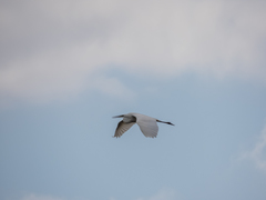 Ardea alba