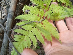 Dryopteris carthusiana