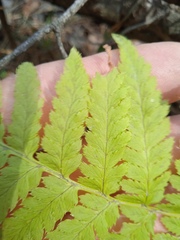 Dryopteris carthusiana