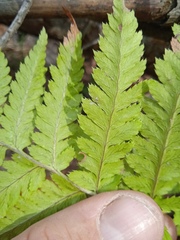 Dryopteris carthusiana