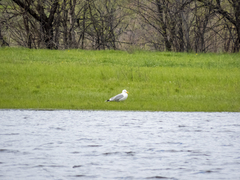 Larus cachinnans