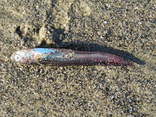 Codlet (Bregmaceros bathymaster) — Bregmacerotidae
