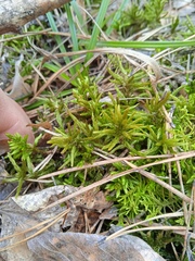 Climacium dendroides