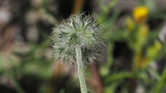 Cryptantha nevadensis
