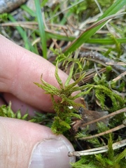 Climacium dendroides