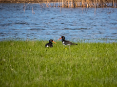 Haematopus ostralegus