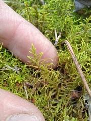 Abietinella abietina
