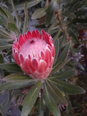 Protea compacta × susannae