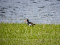 Haematopus ostralegus