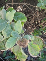 Barleria albostellata