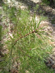 Pinus sylvestris