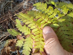 Dryopteris carthusiana