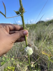 Hibiscus cannabinus