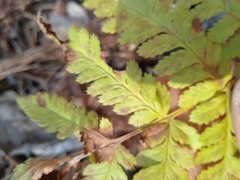 Dryopteris carthusiana